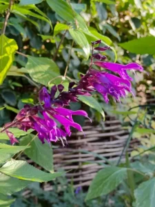 Salvia Amistad A