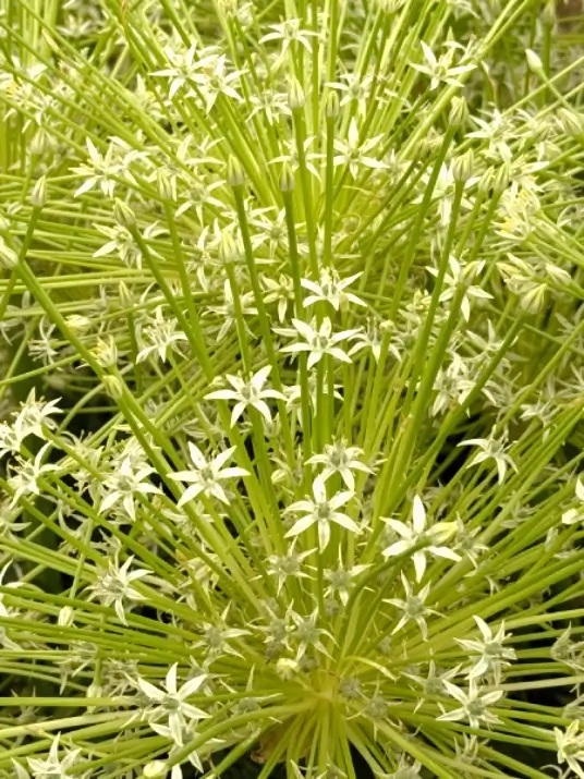 white-schubertii planting by Studio Caroline